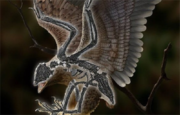 Ученые нашли в Китае птицу с головой динозавра