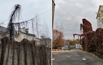 На улицах Минска заметили «чудищ»