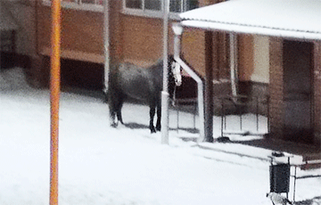 В Витебской области неизвестный «припарковал» лошадь под подъездом