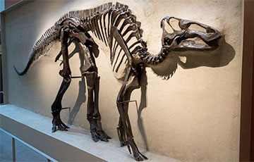 Ученые обнаружили в Чили четыре вида динозавров