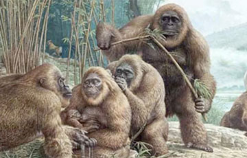 Палеонтологи обнаружили, что предки приматов жили в Арктике