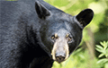 Медведь «Кардашьян» сделал 400 селфи в лесу Колорадо
