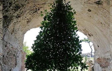 В Италии дерево бросило вызов гравитации