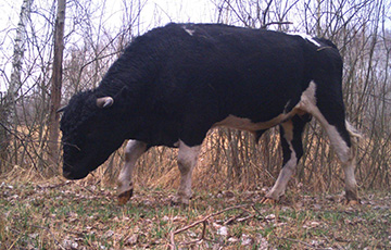Совсем как зубры: как выглядят одичавшие коровы, которые живут в Чернобыльской зоне