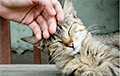 Ученые узнали, как кошки манипулируют людьми