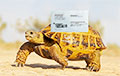 Белорус доказал, что черепаха может доставить письмо быстрее почты