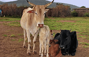Четырнадцать кенийских коров