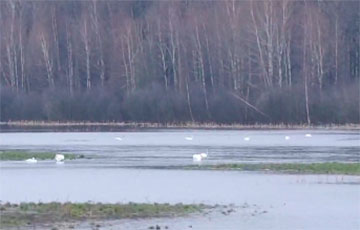 В Ельске по затопленным полям плавают лебеди и гуляют цапли