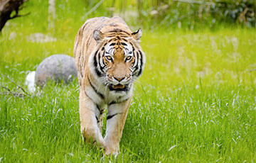Dzmitry Bandarenka: Chinese Tiger Сrept Up