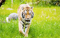 Dzmitry Bandarenka: Chinese Tiger Сrept Up