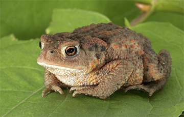 Ученые рассказали, почему жабы могут предсказывать землетрясения