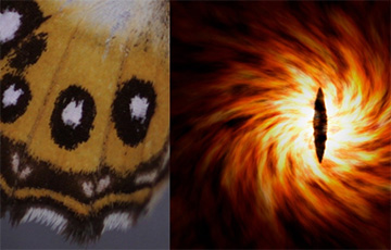 Ученые назвали новый род бабочек в честь персонажа «Властелина колец»