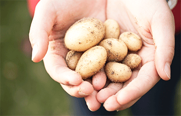 На Комаровке появилась первая молодая белорусская картошка