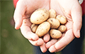 First Young Belarusian Potatoes Appears At Kamarouka