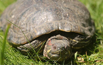 В Гродно в реке заметили редкую для Беларуси черепаху