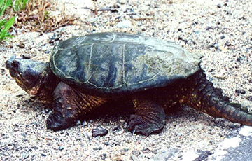 В США нашли огромную черепаху, похожую на динозавра
