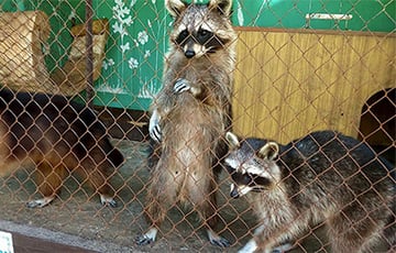 В новокаховском зоопарке погибло около 300 животных