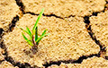 В результате засухи в мае и начале июня Беларусь недополучит урожай