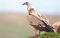 В Витебской области заметили редкую хищную птицу