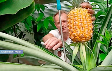 Беларускі садоўнік вырошчвае на лецішчы ананасы, інжыр і 30 кг бананаў за год