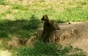 В вольерах Беловежской пущи впервые в истории родились волчата