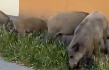 Дикие кабаны прогулялись по улицам Лиды