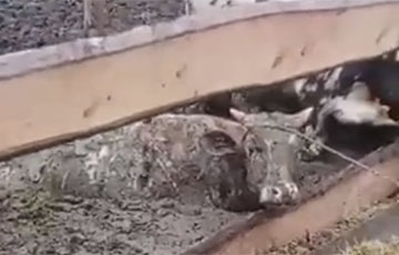 «Как можно было довести хозяйство до такого состояния»