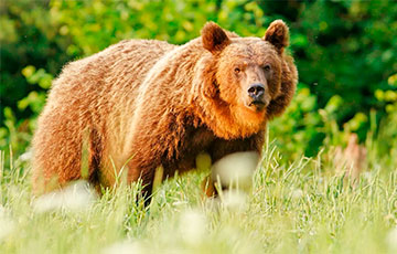 Сколько в Беларуси медведей и были ли случаи нападения в этом году