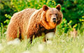 Сколько в Беларуси медведей и были ли случаи нападения в этом году