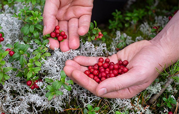 «День работы – и 96 рублей в кармане»