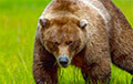 В Березовском районе медведь напал на человека?