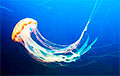 Ученые: Бессмертные медузы раскрыли способ замедлять старение