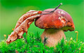 «Срочно все в опята!»: белорусы показали, какие грибы «поперли» на выходных