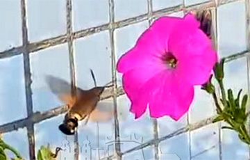 «Мама, это колибри!»