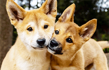 В Австралии хотят разрешить держать динго в качестве домашних животных