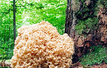 Под Наровлей нашли диковинный гриб, который нельзя собирать