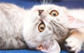 Ученые рассказали, понимают ли нас кошки