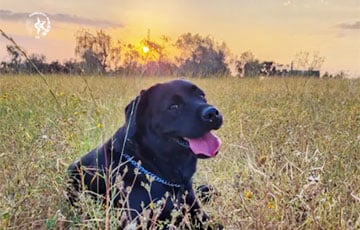Dog Saved Israeli Family In Kibbutz Sufa At Cost Of Its Life