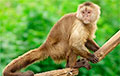 Ученые впервые создали настоящую обезьяну-химеру
