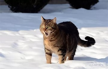 У Беларусь ідзе арктычны цыклон з дажджом і снегам