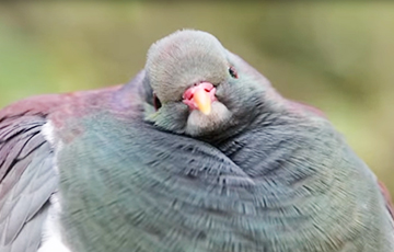 Забавный видеофакт: самый толстый голубь в Новой Зеландии любит напиваться и греться на солнце