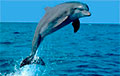 Ученые обнаружили, что дельфины странным образом используют ямочки на щечках