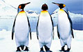 Ученые: Антарктические пингвины засыпают 10 000 раз в день