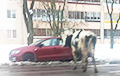 По заснеженному Минску гуляет корова