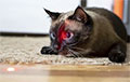 Ученые рассказали, что лазерные указки на самом деле делают с психикой кота