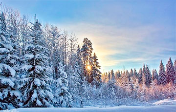 Из лесов Беларуси могут исчезнуть елки, березы и ольха