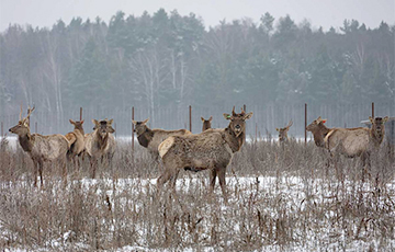 Рог изобилия: как под Лидой разводят благородных оленей