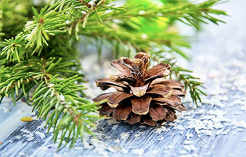 Как ухаживать за живой елкой, чтобы она дольше простояла