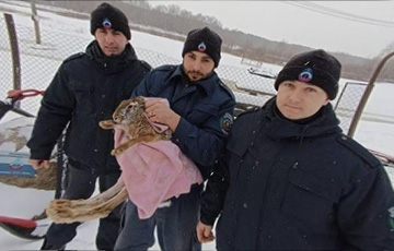 Заяц провалился под лед в реке Сож