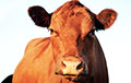 Lukashenko Decided To Breed A "golden Breed" Of Cows